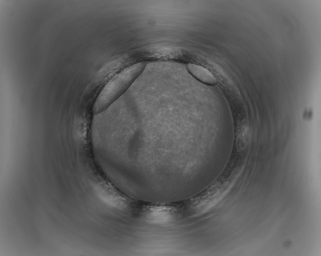 X0000096980268200802291153