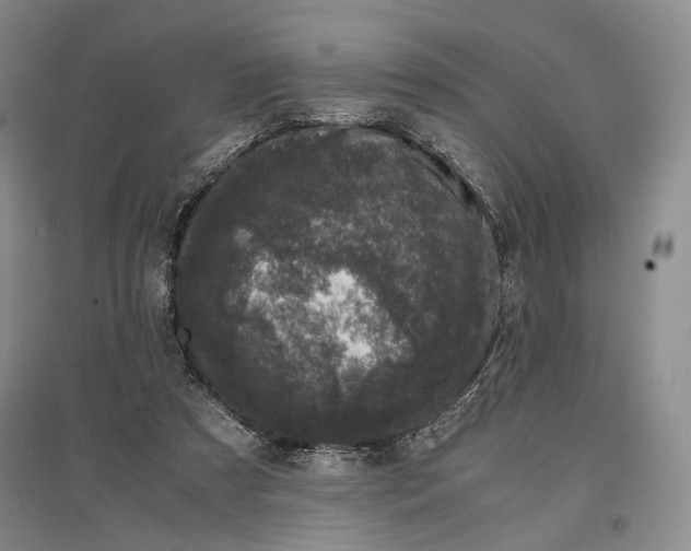 X0000096980305200802291152