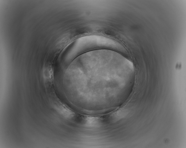 X0000096980336200802291151