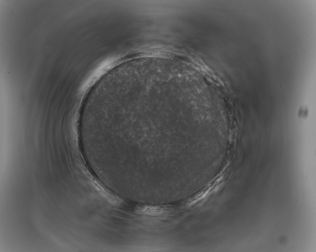 X0000096980341200802291151