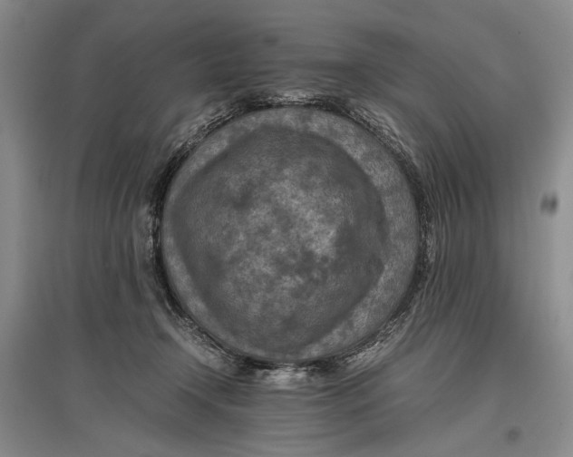 X0000096980366200802291151