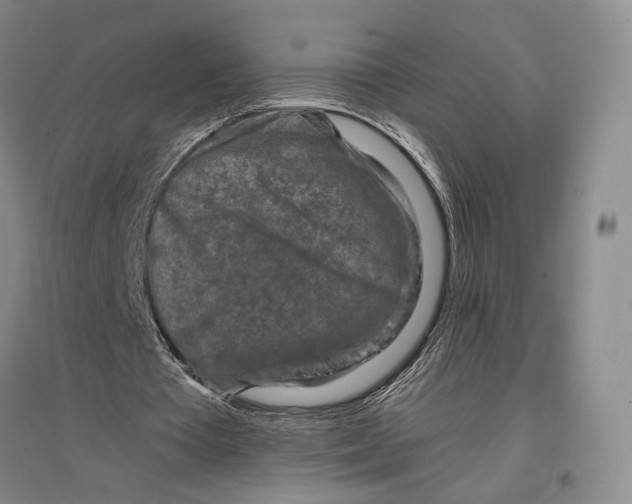 X0000096980385200802291151