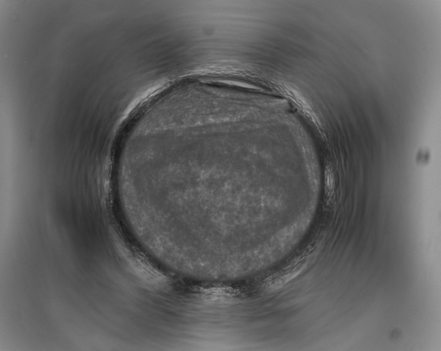 X0000096980396200802291151