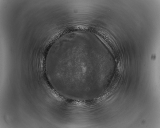 X0000096980424200802291150