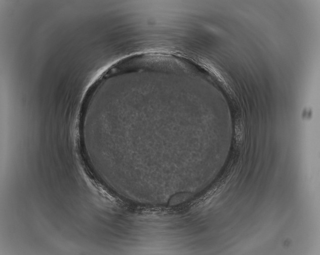 X0000096980532200802291148