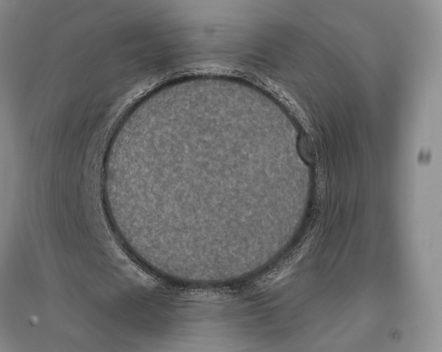 X0000096980625200802291146