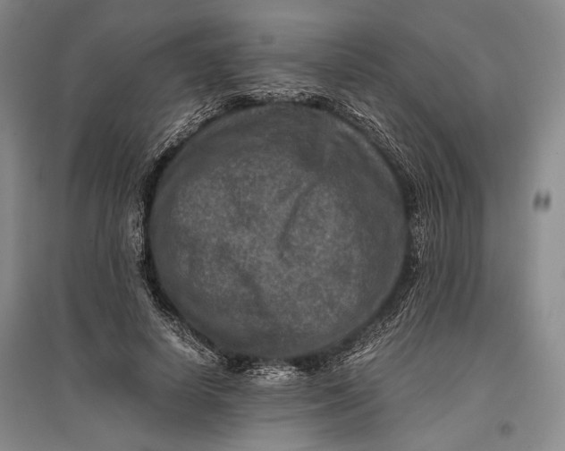 X0000096980642200802291147