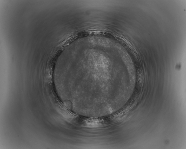 X0000096980661200802291147