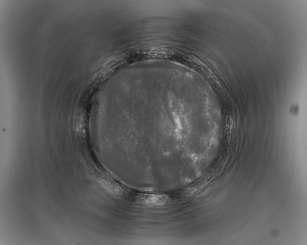 X0000096980663200802291147