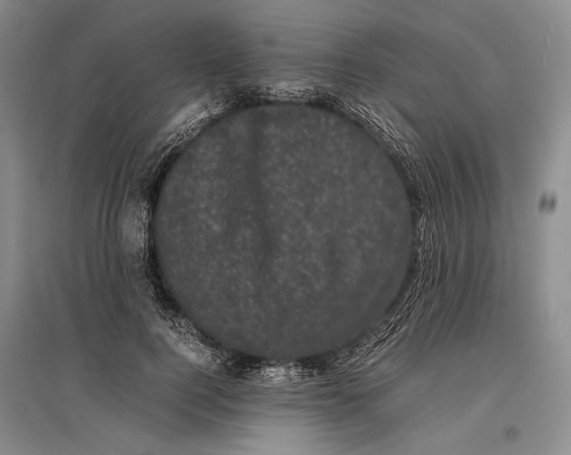 X0000096980744200802291145