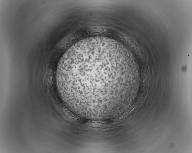 X0000096980758200802291146