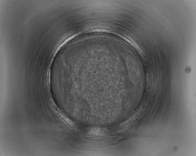 X0000096980790200802291145