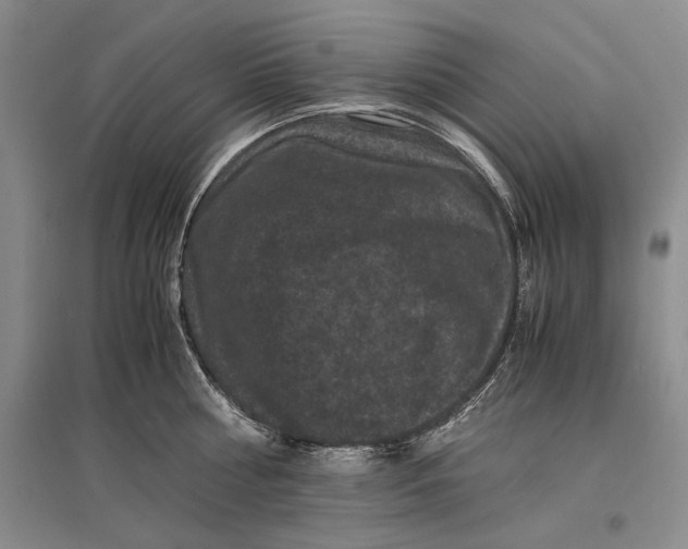 X0000096980810200802291144