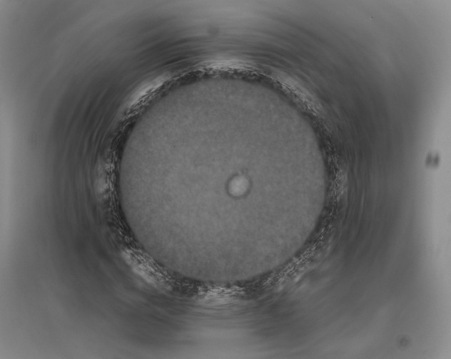 X0000096980824200802291144