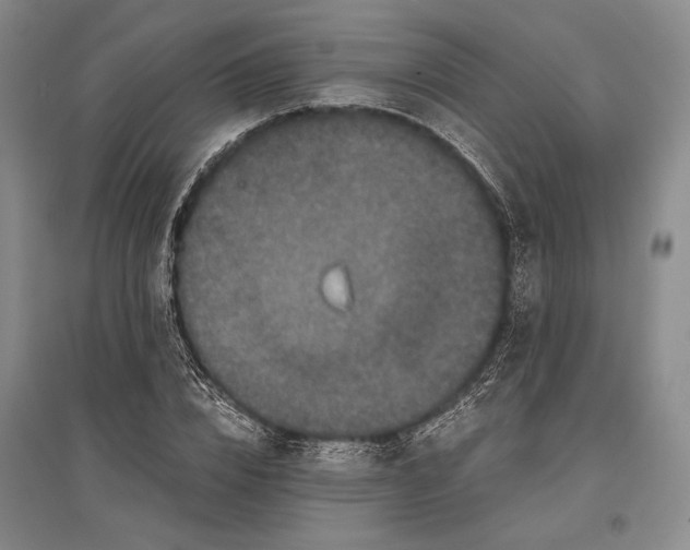 X0000096980832200802291144