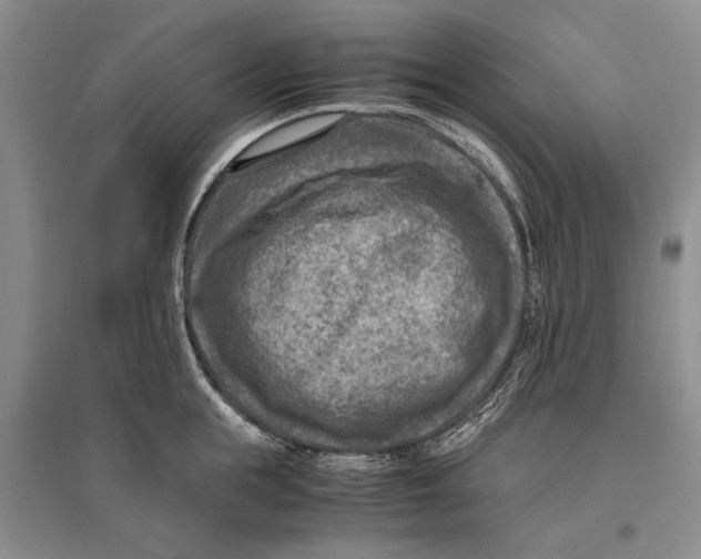 X0000096980855200802291144