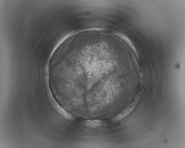 X0000096980859200802291144