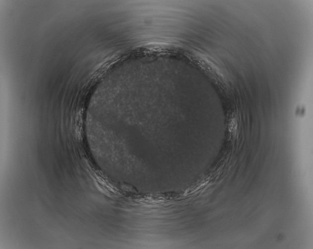 X0000096980868200802291143