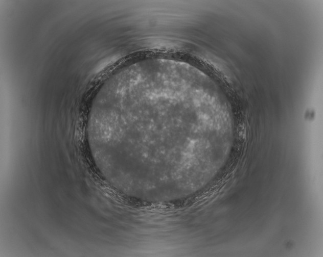 X0000096980869200802291143