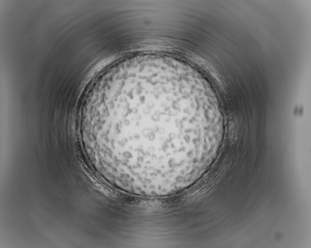 X0000096980882200802291143