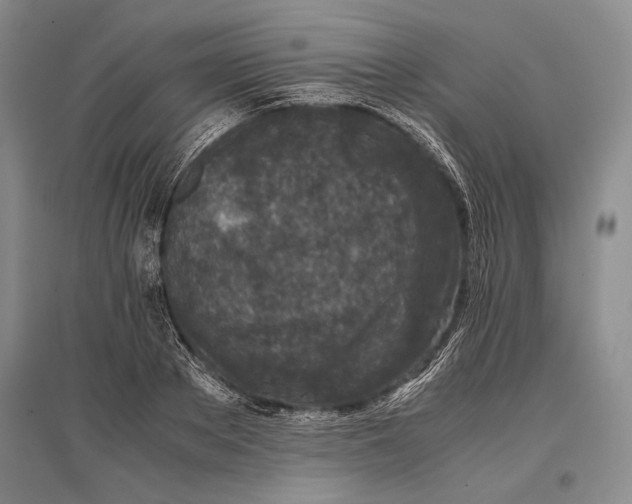 X0000096980889200802291143