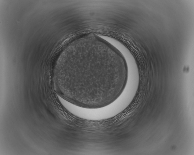 X0000096980916200802291142