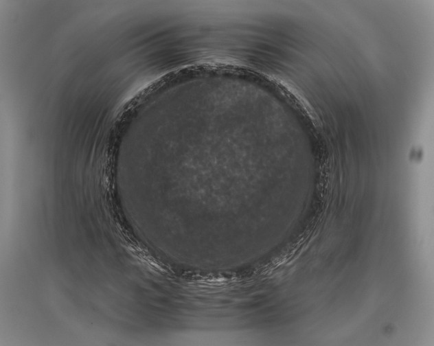 X0000096980919200802291142