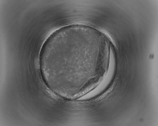 X0000096980924200802291142