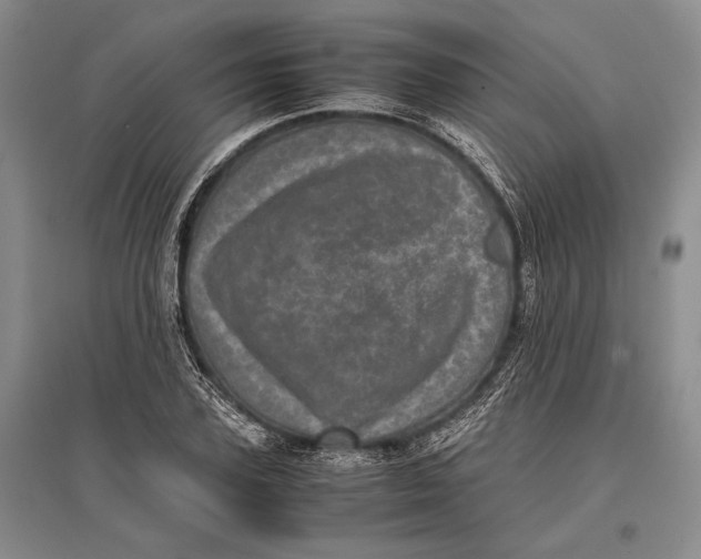 X0000096980931200802291142