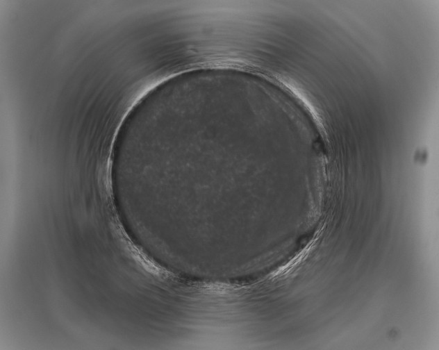 X0000096980932200802291142