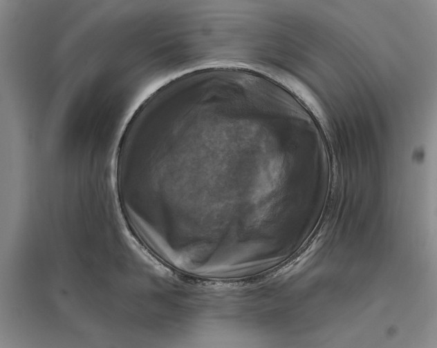 X0000096980958200802291143