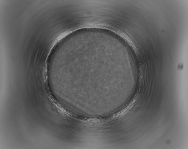 X0000096980974200802291142