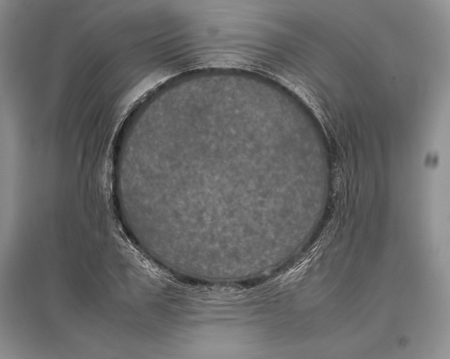 X0000096980979200802291142