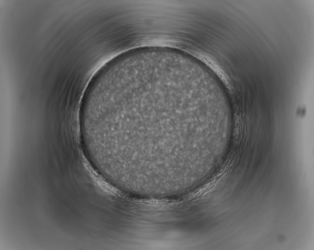 X0000096980980200802291142