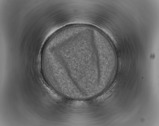 X0000096980982200802291142