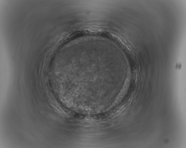 X0000096981009200802291140