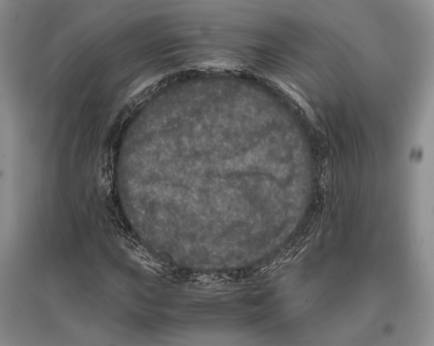 X0000096981015200802291140