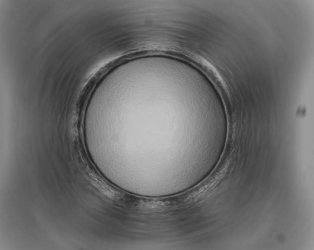 X0000096981019200802291140