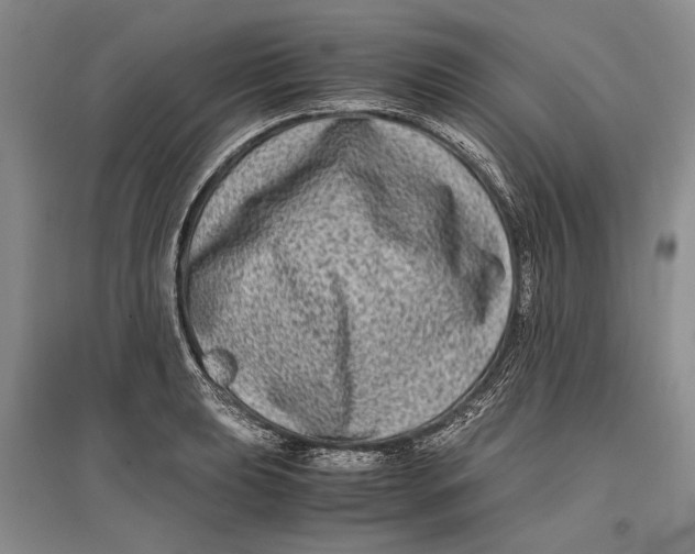 X0000096981039200802291141