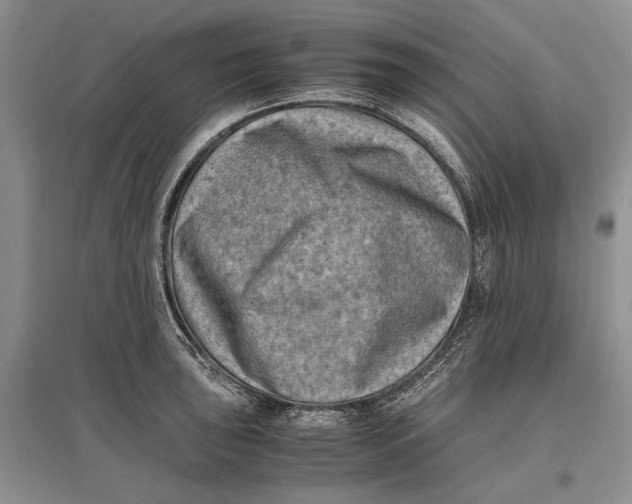 X0000096981043200802291141