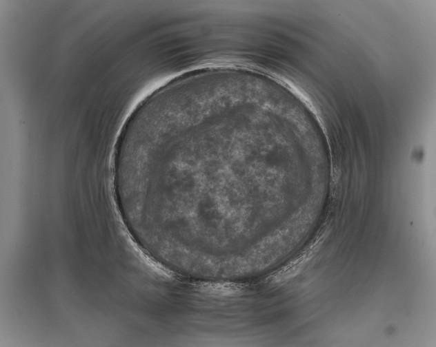 X0000096981045200802291141