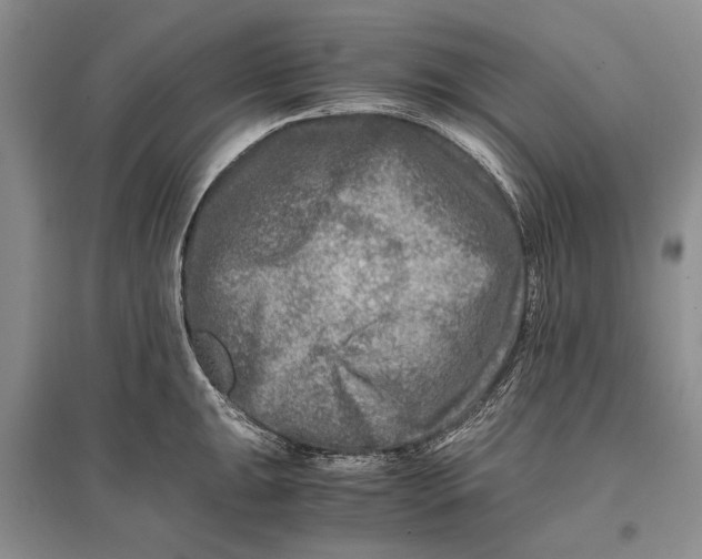 X0000096981047200802291141