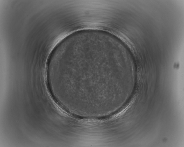 X0000096981077200802291140