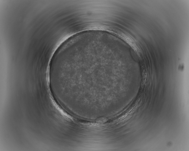 X0000096981084200802291140