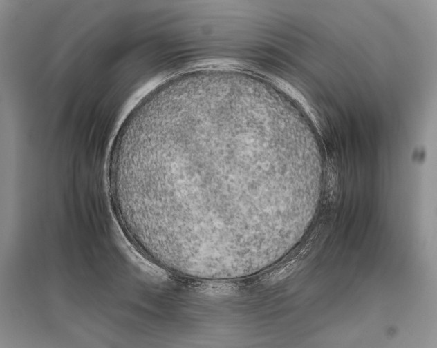 X0000096981090200802291140