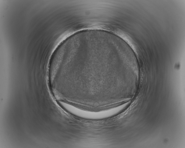 X0000096981093200802291140