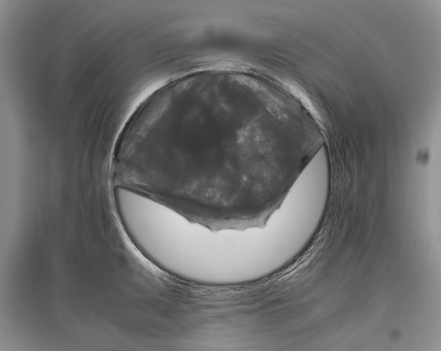 X0000096981095200802291140