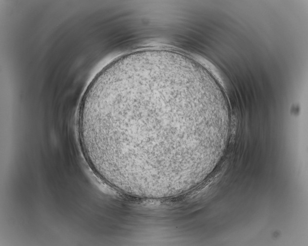 X0000096981098200802291140