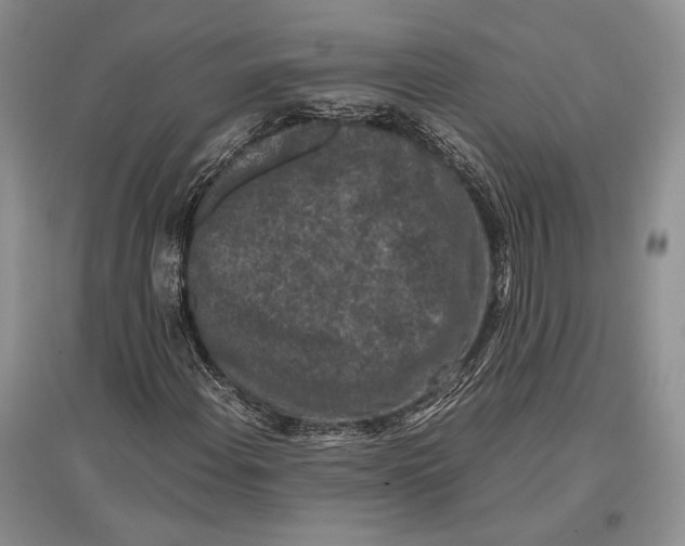 X0000096981108200802291139