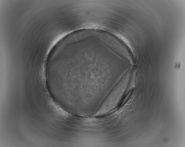 X0000096981120200802291139